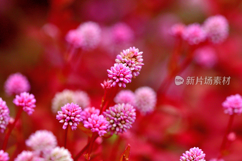 蒲桃/粉红Knotweed / Smartweed Flower